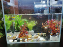 瘋狂水草魚缸水草凈化水質套餐蜈蚣草陰性水草浮萍植物活體水培 【種植環(huán)】直接入缸套餐組合三 曬單實拍圖