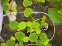 勝畫(huà)香蕉草水草植物魚(yú)缸專(zhuān)用造景擺件制氧陰性水培植物和魚(yú)共養綠植草 香蕉草小號1棵【生長(cháng)快 好養活】 曬單實(shí)拍圖