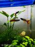 卡奇魚 孔雀魚 鳳尾魚 胎生魚 熱帶觀賞魚淡水活體魚小型魚純種好養(yǎng)易活 白金紅尾孔雀魚1對 曬單實拍圖