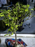 昊蘭諾四季開(kāi)花日本重瓣海棠花盆栽花卉觀(guān)花植物室內(nèi)盆景樹(shù)樁大花苗 7年長(zhǎng)壽冠海棠(造型) 曬單實(shí)拍圖