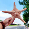 霸王海星 天然海螺貝殼超大海星標(biāo)本造景裝飾幼兒園兒童科普擺件 30-33CM左右超大海星 曬單實(shí)拍圖