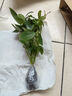 憶潤蝶水培植物盆栽花卉金鉆綠植發(fā)財樹(shù)綠蘿辦公室內水養綠公主桌面客廳 八方來(lái)財2顆 曬單實(shí)拍圖