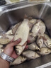 老壇五谷雜糧1000克玉米小麥水麥庫池塘鯽魚(yú)鯉魚(yú)草魚(yú)窩料谷麥發(fā)酵 老壇五谷雜糧1000克（玉米） 曬單實(shí)拍圖