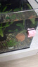 寵小帥魚(yú)缸陶罐水榕造景擺件活體真水草莫斯躲避屋真植物魚(yú)蝦繁殖裝飾品 水榕-紅色蘑菇陶罐 曬單實(shí)拍圖