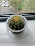 金虎狂刺仙人球盆栽植物綠植金虎超盆栽大盆栽辦公室仙人掌 直徑10厘米左右 不含盆 曬單實(shí)拍圖