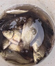 猛龍釣魚(yú)窩料發(fā)酵麥粒仁谷麥釣餌料野釣打窩料底窩料掛鉤麥子鯽鯉魚(yú)餌 中藥發(fā)酵純麥粒1包 曬單實(shí)拍圖