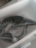 鮮源瀾灣鴨嘴魚(yú)3-7斤鱘魚(yú)活魚(yú)現殺【鮮活】真空包裝鮮活現殺鴨嘴魚(yú) 鱘魚(yú)3斤以上一條【現殺】 曬單實(shí)拍圖