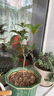 種花迷四季桂樹(shù)苗盆栽 桂花盆景 庭院綠化 桂花樹(shù)苗 桂花苗 當年開(kāi)花 日香桂 三年苗0.5cm粗(實(shí)生苗) 曬單實(shí)拍圖