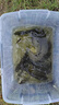 龍王恨龍魚餌野戰(zhàn)藍鯽青春版餌料王野釣老三樣鯽魚鯉魚草臺釣餌料恨窩料 藍鯽青春版 300克 1包 曬單實拍圖