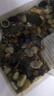 不用打氧中國斗魚活體觀賞魚斗魚活體菩薩魚原生旁皮婆熱帶魚耐養(yǎng) 普叉6-7厘米11條送飼料 曬單實拍圖