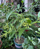 夜來(lái)香盆栽花樹(shù)苗老樁帶花苞室內外驅蚊花卉植物庭院陽(yáng)臺四季易活 3年苗夜來(lái)香+不含盆+送肥料 曬單實(shí)拍圖