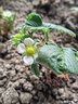 草莓苗四季奶油草莓苗種植盆栽陽(yáng)臺庭院地栽當年結果南方北方種植 紅顏草莓 福利推薦：裸根【10棵苗】 曬單實(shí)拍圖