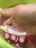 錦鯉活魚觀賞魚冷水魚淡水魚錦鯉活體魚苗錦鯉魚苗紅白錦鯉大型 紅白錦鯉10-13cm9條 曬單實(shí)拍圖