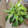看匠白蘭花玉蘭樹(shù)苗花卉植物室內庭院綠植易活帶花苞四季開(kāi)黃角蘭盆栽 白蘭50--60厘米高1棵 曬單實(shí)拍圖