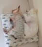 暢享優(yōu)品萬壽菊狗糧淚痕管理天然糧貴賓泰迪幼犬成犬通用全價犬糧7.5kg 曬單實拍圖