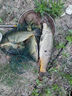 小鳳仙路滑漂日夜兩用夜光魚(yú)漂大吃鉛高靈敏腳環(huán)款路亞大物磯釣遠投浮漂 JD-F05 磯釣遠投 吃鉛約8.0g 咬鉤變色款一支裝 曬單實(shí)拍圖