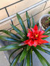 天麥勛鴻運當頭盆栽帶花小紅星辦公室開(kāi)紅花好養花卉紅掌鳳梨吸甲醛綠植 曬單實(shí)拍圖