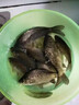 骉祥純正蝦粉釣魚(yú)南極磷蝦超濃腥餌料誘魚(yú)添加劑黑坑野釣鯽鯉魚(yú)餌e 蝦粉1瓶【500ml】 曬單實(shí)拍圖