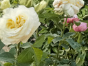 寶御安棒棒糖月季四季開花卉室外庭院花園植物盆栽綠植玫瑰花特大樁樹苗 嫁接多色棒棒糖月季 2公分粗（高一米左右） 曬單實拍圖