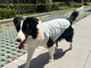 MIKI PAD大狗狗涼涼衣夏天防曬涼感衣服金毛邊牧中大型犬寵物薄款透氣背心 薄荷藍(lán)【經(jīng)典款】涼感防曬 6XL胸圍86cm（參考體重55-65斤） 曬單實(shí)拍圖
