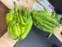 臨雅佛手柑水養綠植水培植物佛手瓜室內盆栽插花A+級大果2顆源頭直發(fā) 曬單實(shí)拍圖