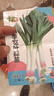 紅根蒜苗種子紅蒜苗寬葉四季種子紫皮蒜盆栽陽臺(tái)種植簡單 紅根蒜苗種子 1包【500粒】 曬單實(shí)拍圖