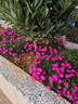 花觀(guān)上五彩石竹花種籽子四季播種開(kāi)花易活歐石竹花籽庭院室外耐寒花種子 歐石竹種子1000粒 曬單實(shí)拍圖