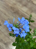 愛優(yōu)尚藍(lán)雪花爬藤大苗庭院花卉盆栽特大耐熱陽臺(tái)藤四季開花蛋盆源頭直發(fā) 曬單實(shí)拍圖