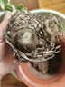 重瓣沙漠玫瑰花苗盆栽帶花苞多肉植物老樁室內(nèi)外綠植盆景四季開花 蜜雪兒根莖粗約3cm 五年苗 不含盆 曬單實拍圖