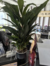 櫻霞白掌一帆風(fēng)順盆栽水培植物綠蘿籮花卉室內(nèi)花綠植紅掌發(fā)財(cái)樹(shù)吸甲醛 精品白掌3株帶花+原盆+營(yíng)養(yǎng)液【限量搶購(gòu) 】 含盆 曬單實(shí)拍圖