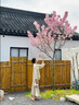 日本櫻花樹(shù)苗木庭院南北方種植盆栽大綠化風(fēng)景樹(shù)苗室外花卉 櫻花5公分【樹(shù)形優(yōu)美 土球發(fā)貨】 曬單實(shí)拍圖