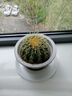 金虎狂刺仙人球盆栽植物綠植金虎超盆栽大盆栽辦公室仙人掌 直徑10厘米左右 不含盆 曬單實(shí)拍圖