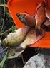 千壽（Qianshou） 千壽釣線(xiàn)日本黑坑釣魚(yú)線(xiàn)超柔軟強拉力原絲尼龍線(xiàn) 【子線(xiàn)買(mǎi)二送二】0.4 曬單實(shí)拍圖