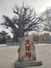 純棉重磅白色印花字母短袖t恤女夏季2025新款寬松中長(zhǎng)款半袖上衣 白色【純棉重磅】 M （80-100斤） 曬單實(shí)拍圖