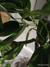 平安樹(shù)盆栽客廳盆栽大小樹(shù)苗幸福樹(shù)花卉盆栽綠植室內好養大盆栽大型 平安樹(shù) 高50-60厘米【原盆原土】  含盆 曬單實(shí)拍圖