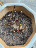 牡丹花樹苗洛陽正宗對版重瓣牡丹花苗盆栽花卉綠植當(dāng)年開花 中國紅8分支以上【開花爆滿】 曬單實拍圖