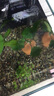 寵小帥魚(yú)缸陶罐水榕造景擺件活體真水草莫斯躲避屋真植物魚(yú)蝦繁殖裝飾品 水榕-紅色蘑菇陶罐 曬單實(shí)拍圖