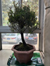 金絲楠木盆裁小葉赤楠盆景造型金絲楠木盆景小葉楨楠樹(shù)苗 十年-【土球-無(wú)盆】高40-50cm 帶盆栽好 曬單實(shí)拍圖