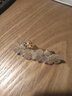 默研（MOYAN）貓眼輕奢鑲鉆花朵發(fā)夾頂夾優(yōu)雅水鉆彈簧夾頭飾一字后腦勺發(fā)卡發(fā)飾 金色-珍珠貓眼小蒼蘭彈簧夾A14-304 曬單實(shí)拍圖