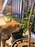 貝初眾狗狗牽引繩背心式中小型犬柯基柴犬脖圈遛狗繩可調節(jié)胸背帶狗鏈子 高貴黑丨配1.5米反光繩丨8-15斤 曬單實拍圖