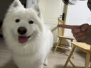 SLPC狗狗雨衣大型犬四腳全包金毛雨衣帶帽子尾罩防水中型寵物雨衣 湖藍(lán)色 8XL（適合約35到55斤） 曬單實拍圖