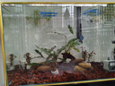 金晶五線(xiàn)超白缸裸缸水草缸養魚(yú)高清缸溪流缸空氣缸魚(yú)缸玻璃直角缸 60*40*40高8毫米厚 曬單實(shí)拍圖