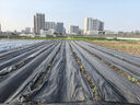 皓鑫防草布土工布除草布園藝地布果園果樹(shù)遮草蓋草布防草地布透氣透水 除草布2米寬100米長(cháng) 曬單實(shí)拍圖
