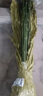竹子苗庭院四季常青紫竹青竹苗盆栽北方耐寒樹(shù)苗金鑲玉竹植物綠化 四季青竹0.5公分左右粗度10棵 曬單實(shí)拍圖