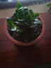 姜南豆瓣綠盆栽碧玉盆景花卉綠植辦公室內(nèi)吸除甲醛好養(yǎng)四季常青的植物 豆瓣綠1盆5—6顆（原盆原土） 曬單實(shí)拍圖