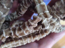 北京同仁堂云南特產(chǎn)野生蟲草參500g地參官方旗艦店干貨大條湯泡酒料頂天柱新 【大條蟲草參】 1000g 曬單實(shí)拍圖
