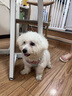 puppytie寵物用品狗狗牽引繩小型犬遛狗繩調(diào)節(jié)狗繩子泰迪可愛(ài)背心式胸背帶 烈日紅-套裝(胸背+牽引繩) S碼-建議8-16斤 曬單實(shí)拍圖