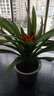 愛(ài)你一萬(wàn)年鴻運當頭盆栽大展宏圖花卉植物室內綠植大型好養鳳梨四季開(kāi)花紅掌 鴻運當頭20厘米高原盆 曬單實(shí)拍圖