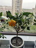 墨薰槿【濃香驅(qū)蚊蟲】四季開花驅(qū)蚊花草苗驅(qū)蠅盆栽重瓣陽 藍(lán)色（精品6年苗）配肥料 不含盆 曬單實(shí)拍圖