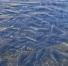 水安濁水安凈水寶魚塘渾水變清濁水凈渾水黃泥渾水產(chǎn)養(yǎng)殖魚塘水質(zhì)凈化 1袋試用裝（1kg）黃渾黑水均有效 曬單實拍圖